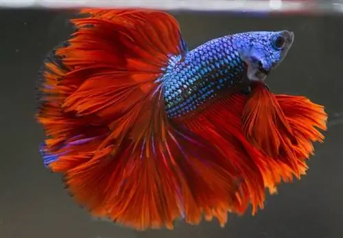 Rose-Tail-Betta-Poisson