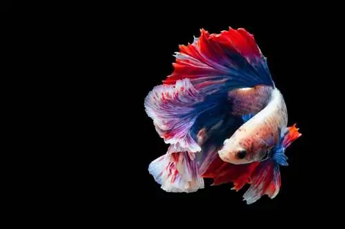 Thai-vlag-Betta-vis