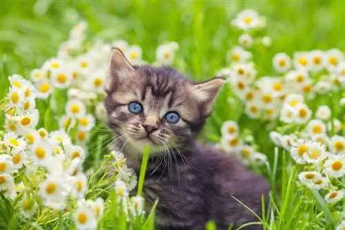 cute kitten նստած ծաղիկներով