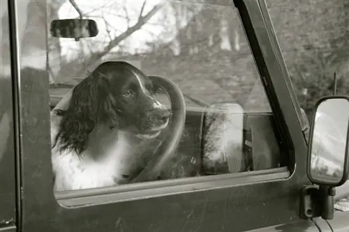 Zwart-witte hond in een auto