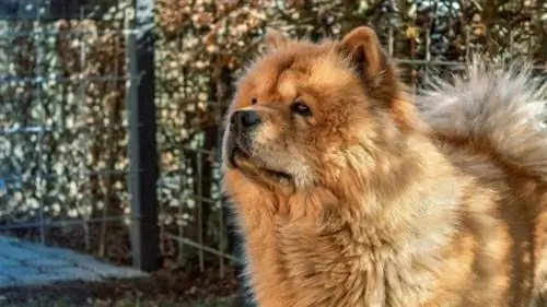 Chow chow