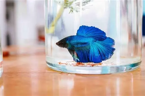 pez betta azul en tarro