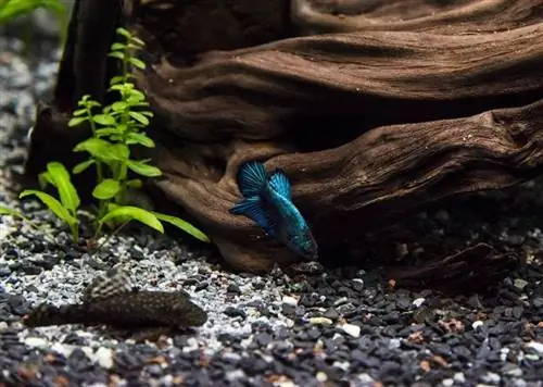 betta e pleco