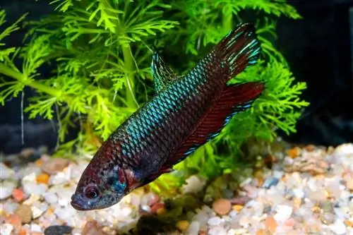 betta imbellis i akvariet