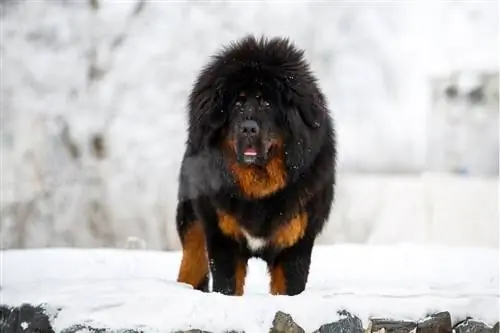 Tibetan Mastiff nyob rau lub caij ntuj no