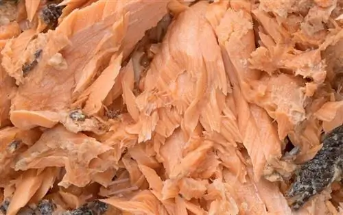 Salmon rozë i konservuar i Paqësorit_Louella938_shutterstock