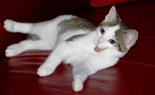 kucing atas sofa bleps