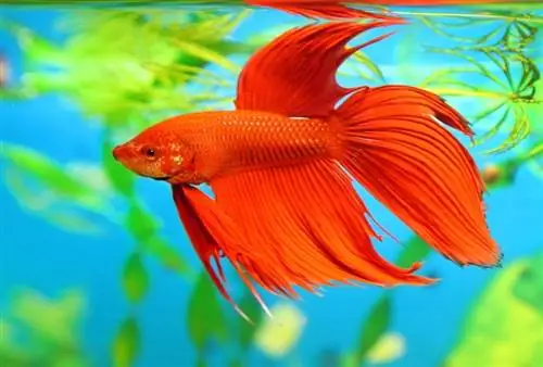 poisson betta mâle rouge dans l'aquarium