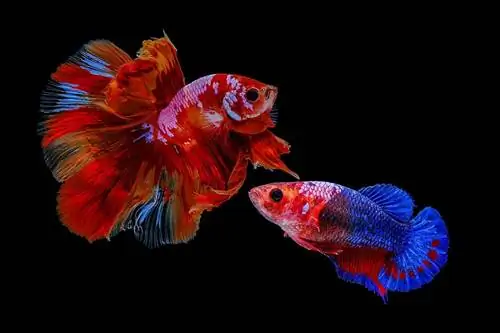 Kunnen mannelijke en vrouwelijke Betta-vissen samen in hetzelfde aquarium leven?