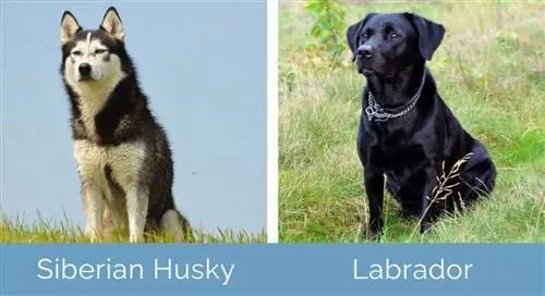 Husky contre Labrador côte à côte