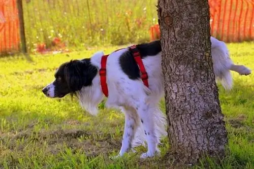 Cachorro fazendo xixi na árvore