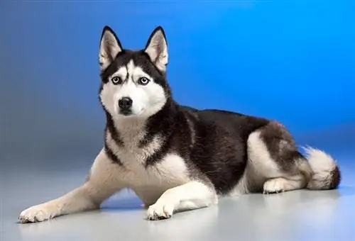 huskyy