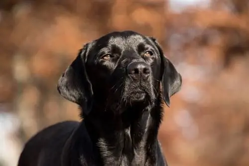 labrador retriver