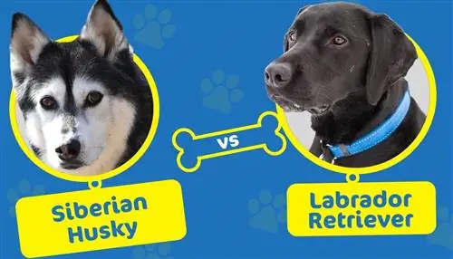 Husky vs. Labrador: Hvilken hund bør du velge?