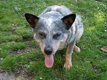 blue heeler