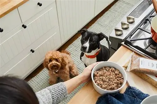 Dua ekor anjing menunggu untuk diberi makan dengan resipi makanan anjing The Farmer's Fresh