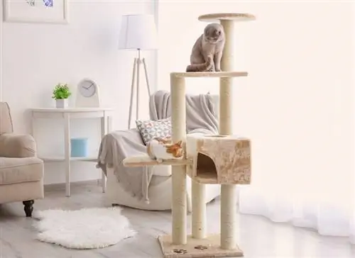 funny-cats-playing-on-tree_