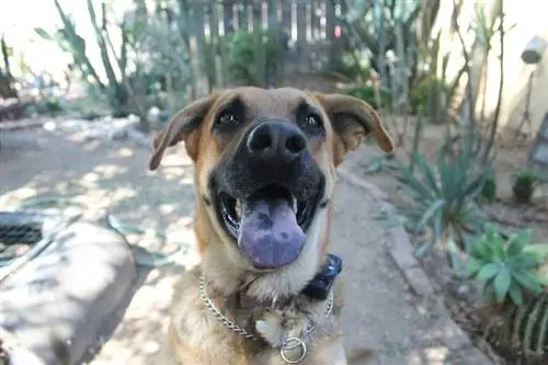 perro pastor alemán con las orejas hacia abajo