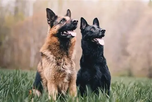 svarta och solbrända tyska herdehundar på gräset