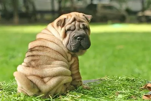 Shar Pei