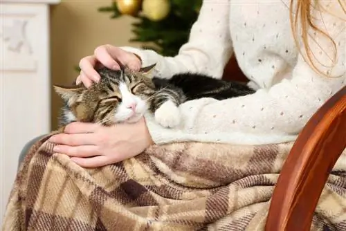 mulher na cadeira com gato no colo dormindo perto da árvore