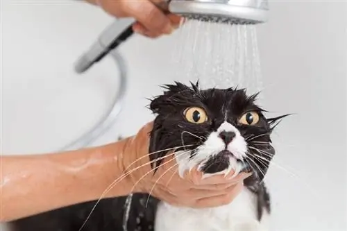 gato persa bañándose