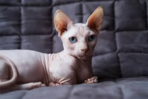 bambino kat zittend op een bank