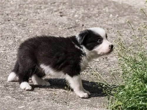 border collie balası