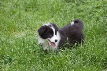 7 Makanan Terbaik untuk Border Collie Puppies – Ulasan 2023 & Pilihan Teratas