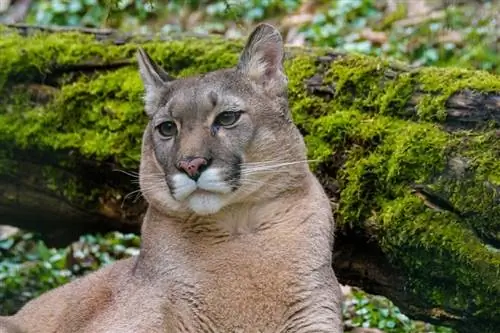 Leão da montanha sentado em frente a árvore caída