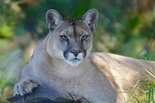 Gibt es in Kalifornien Wildkatzen? Was du wissen musst