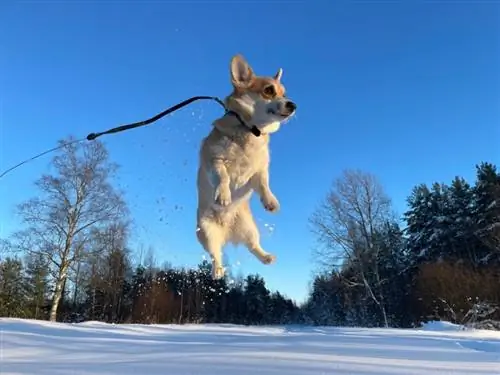 Corgis peut-il sauter ? Faits approuvés par le vétérinaire, conseils de saut & Risques