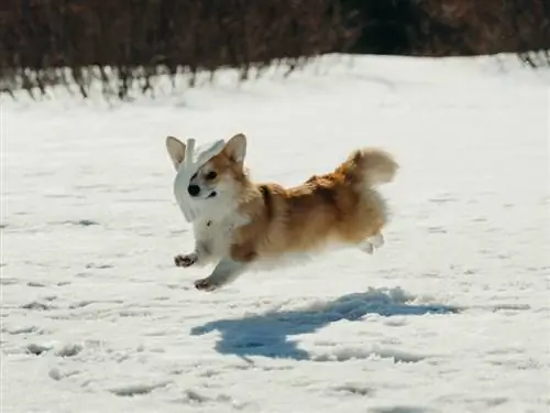 Ουαλικά Corgi που πηδούν στο χιόνι