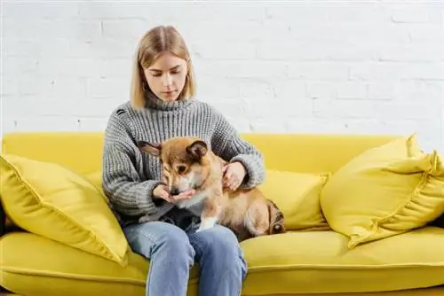 vrou wat op die bank sit en bederf gee aan die pembroke Welsh Corgi-hond