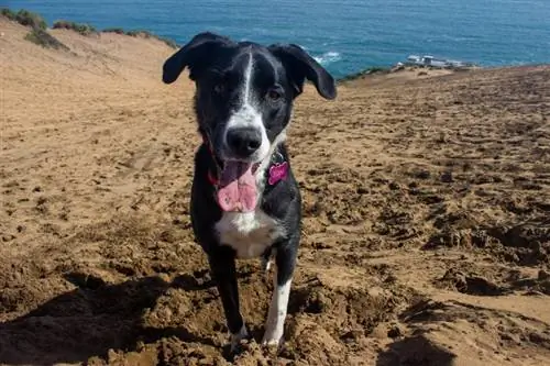 Mezcla de border collie gran danés