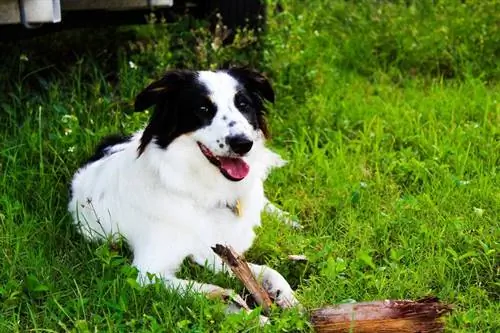 border-aussie tendido en la hierba