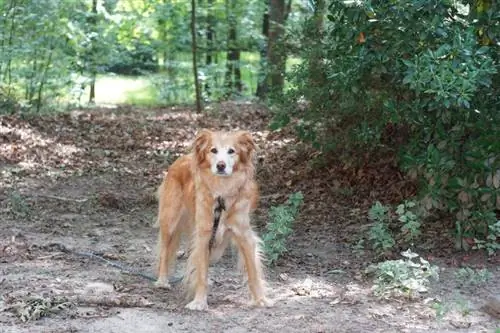 Mezcla de border collie golden retriever