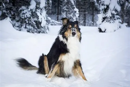 ድንበር collie husky ድብልቅ