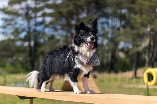 Përzierja e kufirit collie dhe corgi welsh