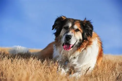 Campuran Pyrenees Border Collie yang hebat