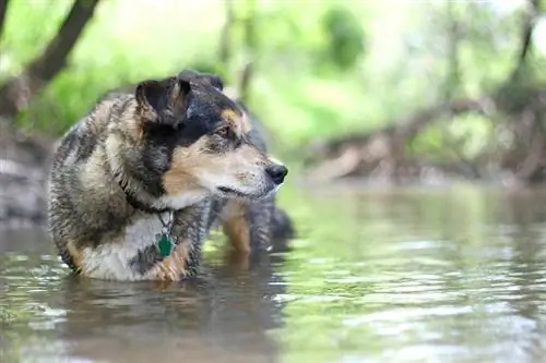 campuran collie sempadan gembala jerman