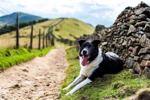 Un hermoso border collie cruzado Labrador perro de trabajo_RMC42_shutterstock