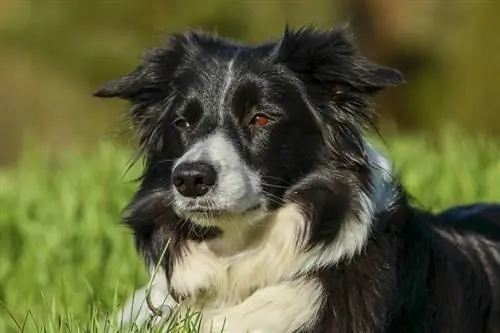 15 μικτές ράτσες Border Collie (με εικόνες)