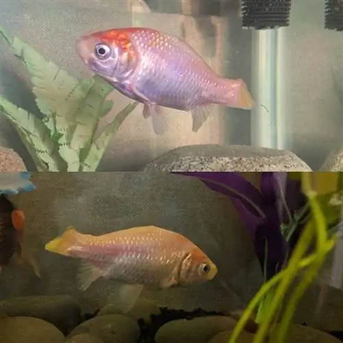 Brooke B_PGF_Why is My Goldfish Perd Scales - Còpia