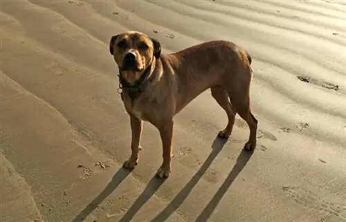 የአሜሪካ Bandogge Mastiff