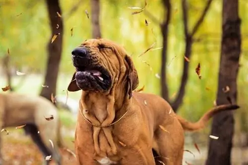 Fila Brasileiro бразилиялық мастиф маусымдық аллергия_olgagorovenko_shutterstock