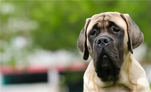 mastiff