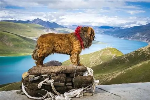 Tibetaanse Mastiff in Tibet, China