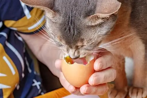 chat abyssin un jaune liquide