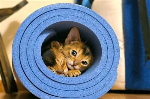 chatons abyssins à l'intérieur d'un tapis de yoga